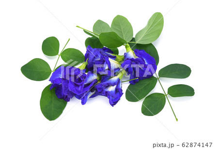Close up of Butterfly pea flower on white 62874147