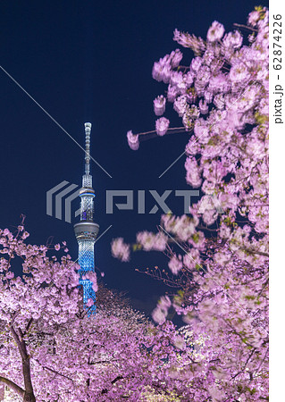 都市風景　夜景　山谷堀公園夜桜ライトアップと東京スカイツリー 62874226
