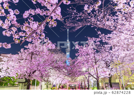 都市風景 夜景 山谷堀公園夜桜ライトアップと東京スカイツリーの写真素材