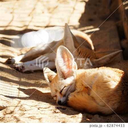 フェネックの寝顔 62874433