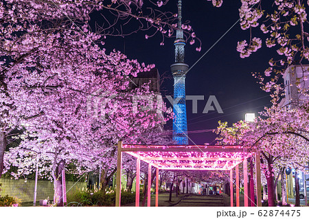 都市風景 夜景 山谷堀公園夜桜ライトアップと東京スカイツリーの写真素材