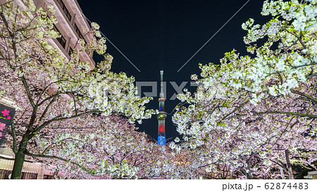 都市風景 夜景 山谷堀公園夜桜ライトアップと東京スカイツリーの写真素材
