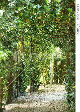 奄美大島 　国直 　フクギ並木 62875031