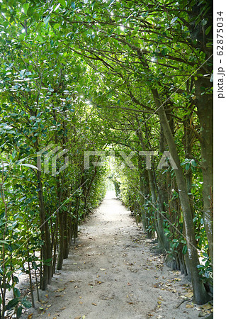 奄美大島  国直  フクギ並木 奄美大島  国直  フクギ並木 62875034