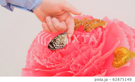 Butterflies are sitting on a large pink flower. The male hand takes one butterfly. Butterflies are sitting on a large pink flower. The male hand takes one butterfly. 62875149