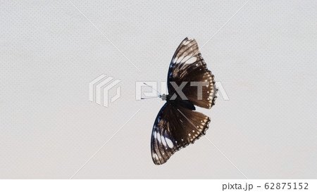 Beautiful brown black butterfly on a white background, close-up. Copy space 62875152