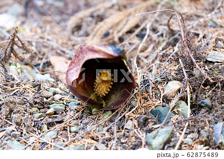 座禅草　坐禅草　ザゼンソウ　ざぜんそう　ダルマソウ　だるまそう　達磨草 62875489