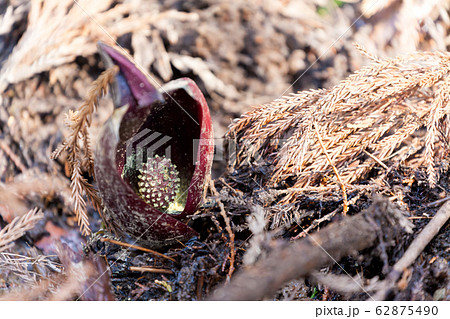 座禅草 坐禅草 ザゼンソウ ざぜんそう ダルマソウ だるまそう 達磨草 座禅草 坐禅草 ザゼンソウ ざぜんそう ダルマソウ だるまそう 達磨草 62875490