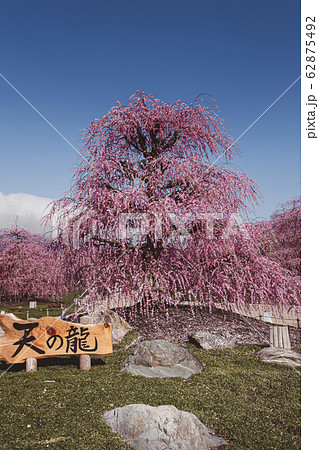 鈴鹿の森庭園/しだれ梅 鈴鹿の森庭園/しだれ梅 62875492