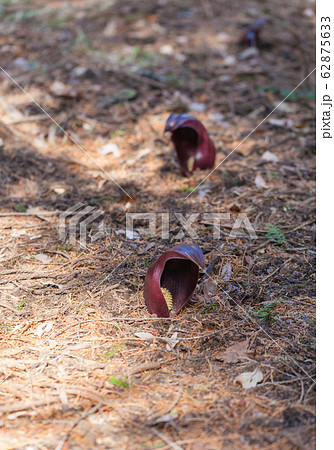 座禅草　坐禅草　ザゼンソウ　ざぜんそう　ダルマソウ　だるまそう　達磨草 62875633