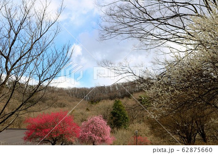 梅の花 紅梅 白梅 爽やか 風景 杤木 梅の花 紅梅 白梅 爽やか 風景 杤木 62875660