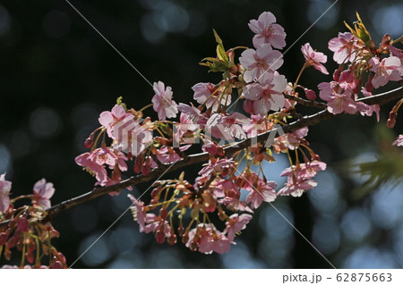 河津桜 河津桜 62875663