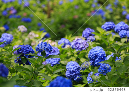 紫陽花 紫陽花 62876443