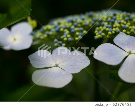 紫陽花 紫陽花 62876452
