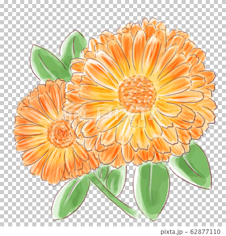 Calendula_watercolor 62877110