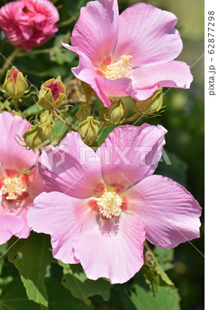 フヨウ（芙蓉） 62877298