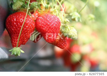 春になったらイチゴ狩り 心がウキウキ Strawberry picking 春になったらイチゴ狩り 心がウキウキ Strawberry picking 62877305