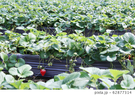 春になったらイチゴ狩り 心がウキウキ Strawberry picking 春になったらイチゴ狩り 心がウキウキ Strawberry picking 62877314