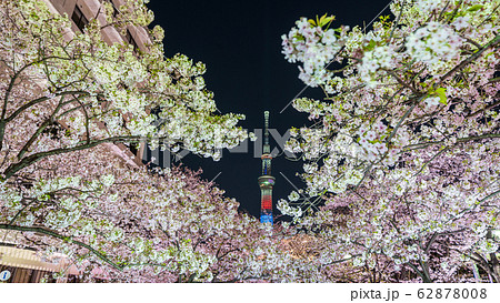 都市風景 夜景 山谷堀公園夜桜ライトアップと東京スカイツリーの写真素材