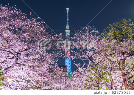 都市風景 夜景 山谷堀公園夜桜ライトアップと東京スカイツリーの写真素材