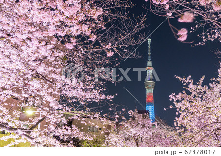 都市風景　夜景　山谷堀公園夜桜ライトアップと東京スカイツリー 62878017