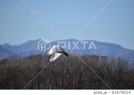 一羽で飛ぶ白鳥 一羽で飛ぶ白鳥 62879014