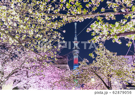 都市風景 夜景 山谷堀公園夜桜ライトアップと東京スカイツリーの写真素材