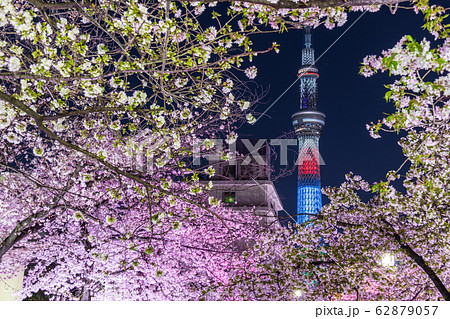 都市風景 夜景 山谷堀公園夜桜ライトアップと東京スカイツリーの写真素材