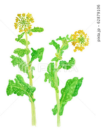 Brassica Rapa 菜の花のイラスト素材