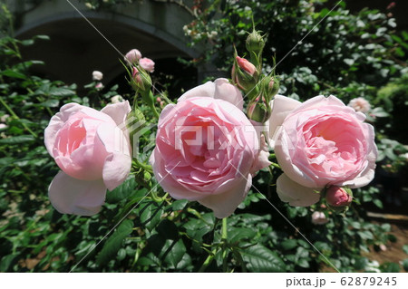 神戸布引ハーブ園～初夏のローズシンフォニーガーデン～ 62879245