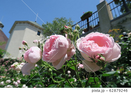 神戸布引ハーブ園～初夏のローズシンフォニーガーデン～ 62879246