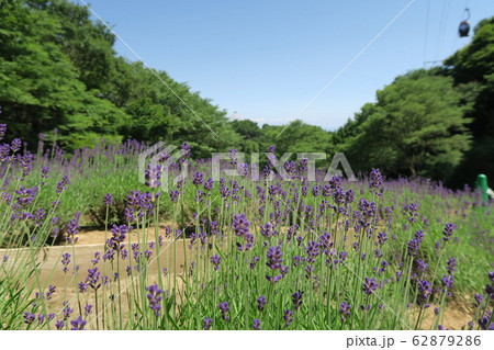 神戸布引ハーブ園 ラベンダー園 の写真素材