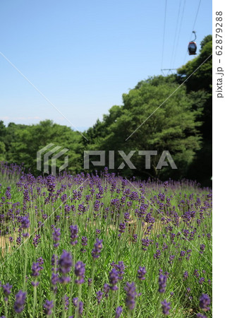 神戸布引ハーブ園 ラベンダー園 の写真素材