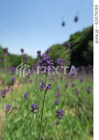 神戸布引ハーブ園 ラベンダー園 の写真素材