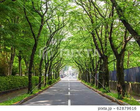 都立大泉中央公園横 新緑の桜並木 62879616