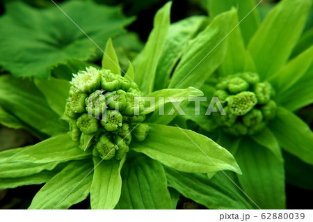 フキノトウが二輪 62880039