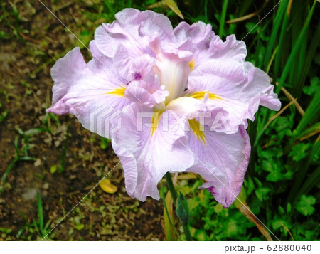 しょうぶ苑の花「西行桜」 62880040