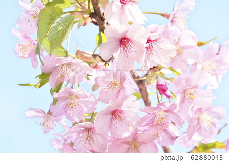 春　さくら 62880043