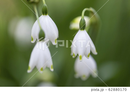 スノーフレーク 62880170