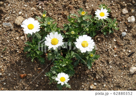 デイジー 雛菊 ヒナギク 白 一株 全体の写真素材 [62880352] - PIXTA