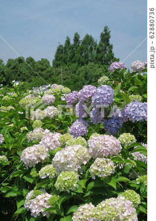 蜻蛉池公園~あじさい園~ 蜻蛉池公園~あじさい園~ 62880736