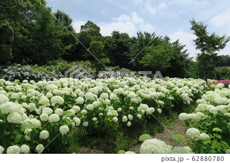 蜻蛉池公園~あじさい園~ 蜻蛉池公園~あじさい園~ 62880780
