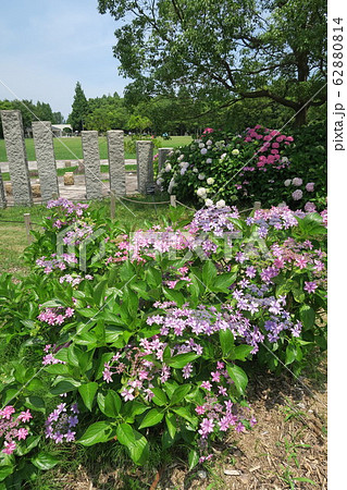 蜻蛉池公園~あじさい園~ 蜻蛉池公園~あじさい園~ 62880814