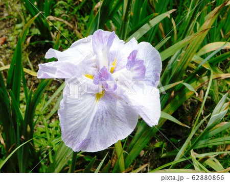 しょうぶ苑の花「淡路島」 62880866