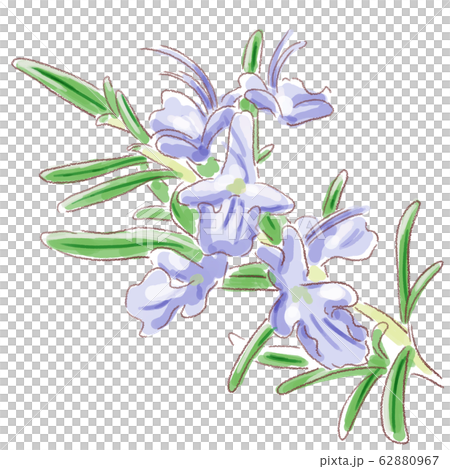 rosemary, herbal, flower 62880967