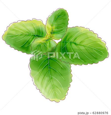 lemonbalm_watercolor 62880976