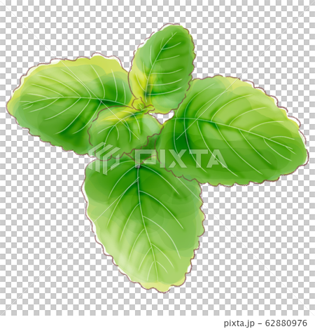 lemonbalm_watercolor 62880976