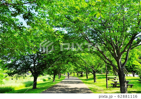 神奈川県藤沢市　引地川親水公園の新緑桜並木 62881116