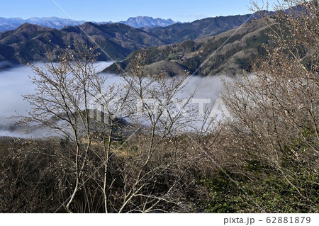 宝登山ロウバイ園の冬桜に谷間を覆う雲海と両神山遠望 宝登山ロウバイ園の冬桜に谷間を覆う雲海と両神山遠望 62881879