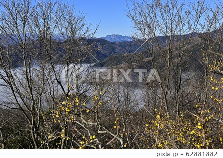 宝登山ロウバイ園の冬桜に谷間を覆う雲海と両神山遠望 62881882